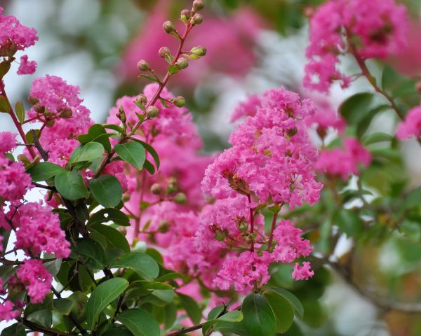 Cost of Crepe Myrtle Removal in Modesto