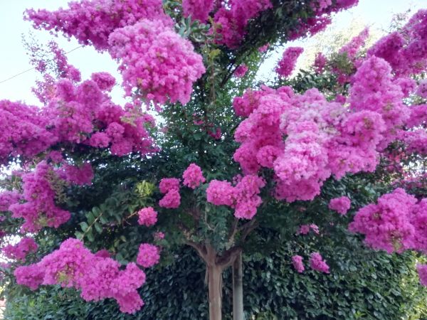 Cost of Crape Myrtle Pruning in Modesto