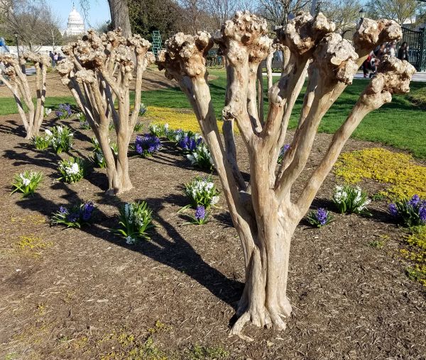 Myrtle Tree Removal in Modesto