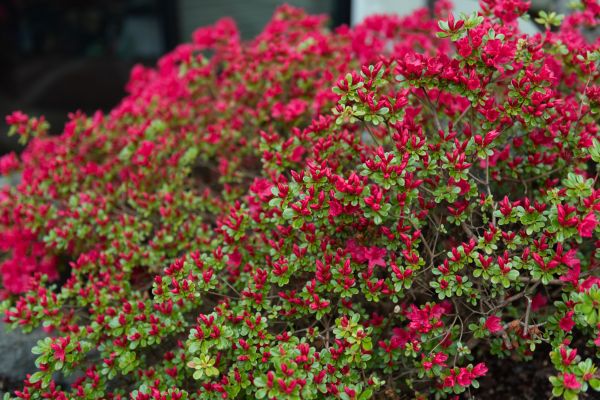 Weigela Removal Service in Modesto