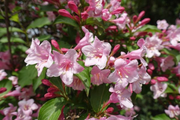 Weigela Pruning Service in Modesto