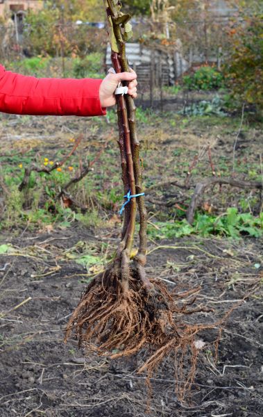 Cost of Shrub Root Removal in Modesto