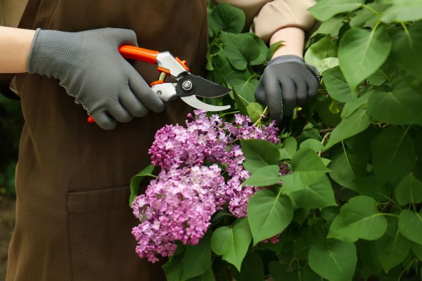 Lilac Pruning Service in Modesto