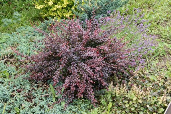 Japanese Barberry Removal in Modesto