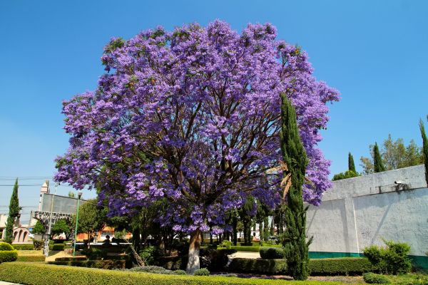 Cost of Jacaranda Pruning in Modesto