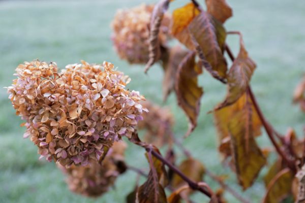 Hydrangea Removal in Modesto