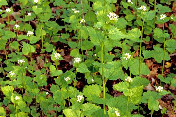 Cost of Garlic Mustard Removal in Modesto