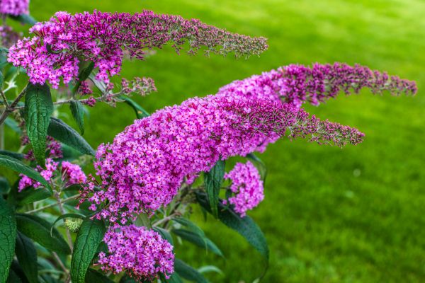 Butterfly Bush Removal in Modesto