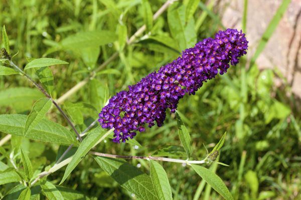 Butterfly Bush Pruning in Modesto