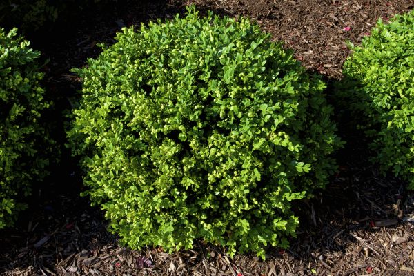 Boxwood Removal in Modesto