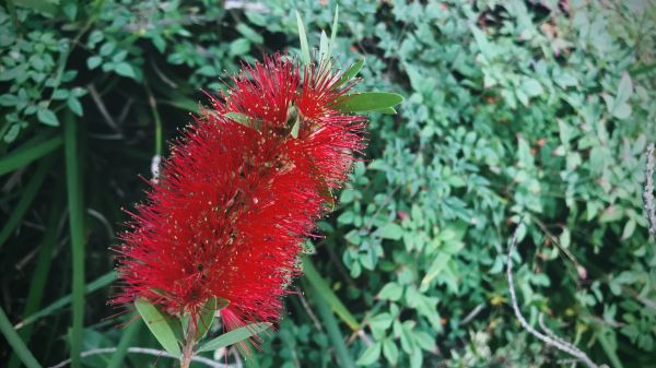 Cost of Bottlebrush Pruning in Modesto
