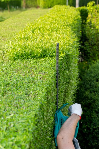 Hedge Trimming in Modesto
