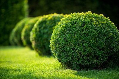 Healthy, Well-Maintained Shrubs